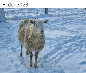 Hildur 2024.jpg